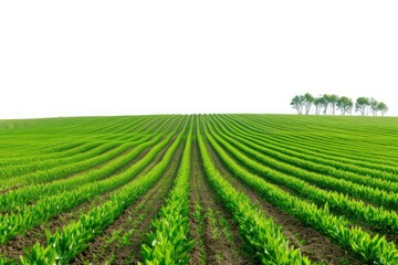 Fototapeta premium Field nature agriculture backgrounds.