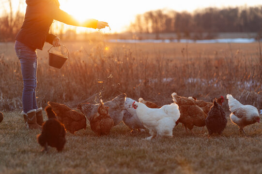 A young girl feeding her chickens a treat at sunset.