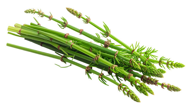 Fresh green field horsetail stalks tied together isolated on transparent background design element spring herb wild plant