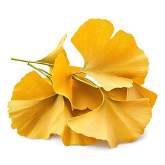 Naklejka premium Elegant Ginkgo Biloba Leaves Showcasing Vibrant Yellow Colors in Artistic Arrangement