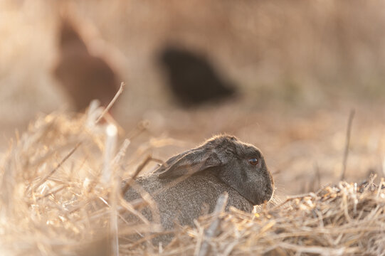 A wild bunny laying in the grass in the spring at sunset.