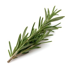 Fototapeta premium Fresh Green Rosemary Herb Sprig with Vibrant Leaves Ideal for Culinary and Aromatic Use