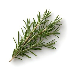 Obraz premium Fresh Rosemary Herb Sprig Isolated on White Background for Culinary and Aromatic Use