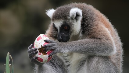 Fototapeta premium INDONESIA - BALI - Mar 30, 2018: A Madagascar lemur consumes food from an Easter egg at the Bali Zoo's Easter celebration
