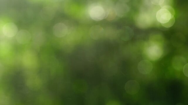 Abstract background bokeh of sunlight on green foliage when it is raining in rainy season.