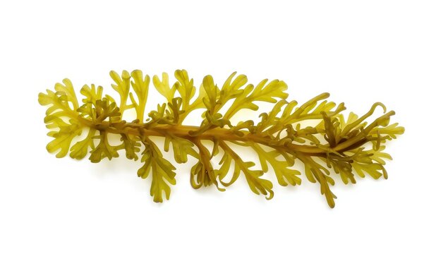 Laminaria seedling separated on a white backdrop