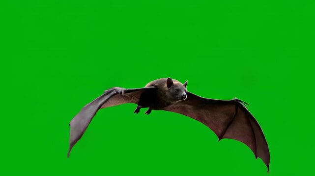 A large bat flying gracefully and flapping its wings, isolated on a solid green screen secretive, animal, green screen