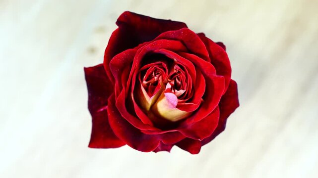 Top view of single blooming red rose rotates on light brown background.