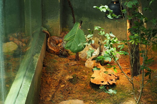 Red Blood Python Coiled in a Warm Corner