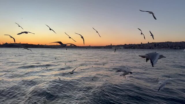 Extreme close-up shot of a flock of seagulls flying at sunrise or sunset over the Bosphorus Strait against the Maiden's Tower and with Istanbul and Hagia Sophia in the background. View of Kiz Kulesi