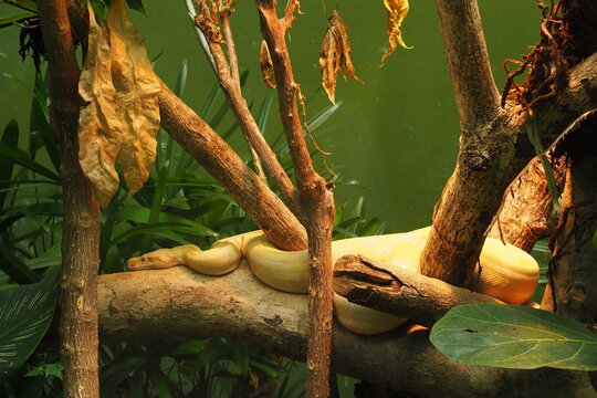 Albino Burmese Python Resting on Large Branch in Tropical Enclosure