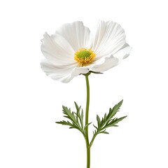 Fototapeta premium White Flower with Delicate Petals and Bright Yellow Center Isolated on a White Background