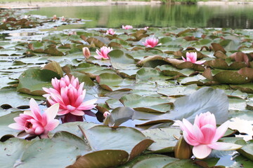 Pink water lilies blooming on pond surface with green lily pads in garden park