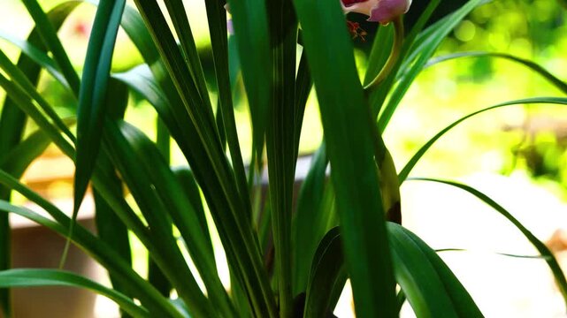 Blooming beautiful pink Cymbidium Orchid flowers with green arching leaves in summer season  Closeup.