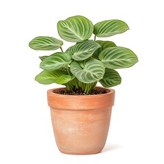Fototapeta premium Lush Green Plant With Striped Leaves in Terracotta Pot on White Background