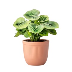 Obraz premium Lush Green Plant with Decorative Leaves in a Stylish Terracotta Pot on White Background