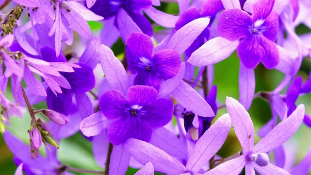 Closeup of blooming Sandpaper vine flowers or Petrea volubilis, Purple wreath, queen's wreath.