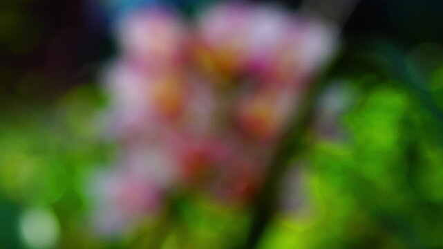 Closeup bunch of blooming Pink Cymbidium Orchid flowers in summer season.