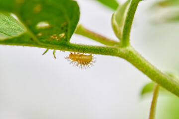 Yellow Spiky Insect Larva on Green Leaf