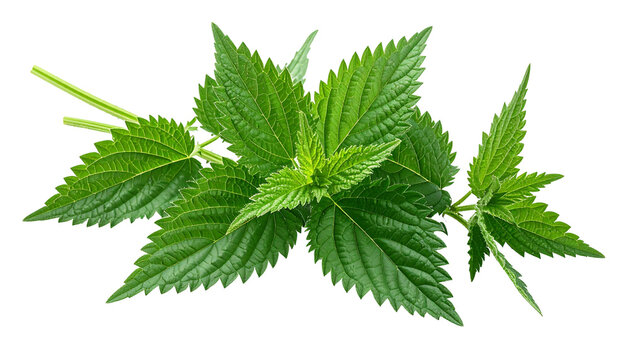 Fresh green nettle leaves isolated for design elements; stinging nettle cutout on transparent backdrop for nature-themed projects