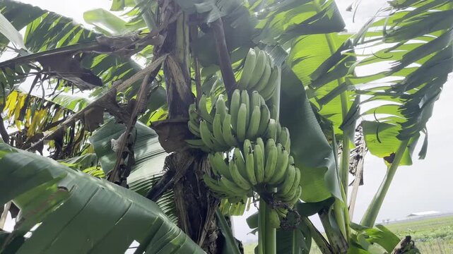 Banana Tree with Fresh Green Fruit Under Bright Daylight