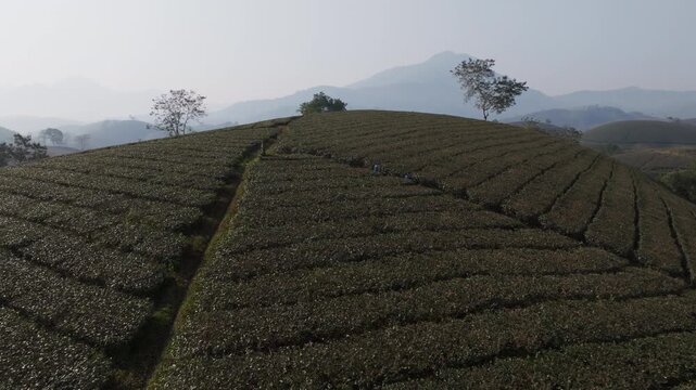Drone flight above tea field rows divided by a narrow path on a hill, with distant mountains in Long Coc, Phu Tho, Vietnam.