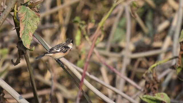 Siberian stonechat perches on branch showing alert posture subtle plumage balance and calm presence