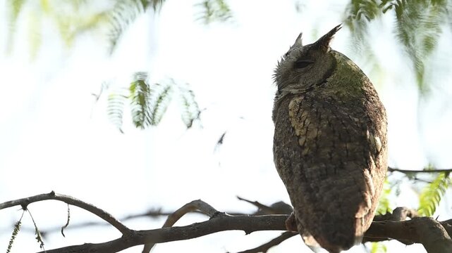 Indian scops owl perches in forest showing alert posture camouflage feather texture and calm presence