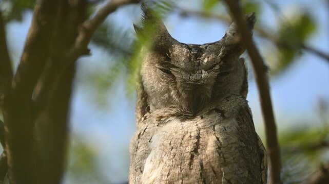 Indian scops owl portrait closeup highlights subtle plumage pattern naturally