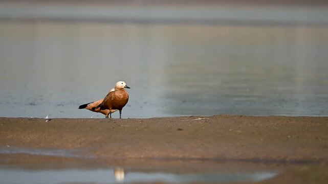 uddy shelduck walking beside flowing water shows vigilance readiness and control