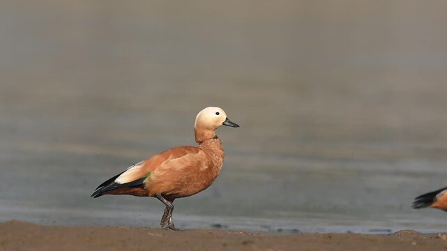 Riverside habitat frames ruddy shelduck moving confidently along shoreline