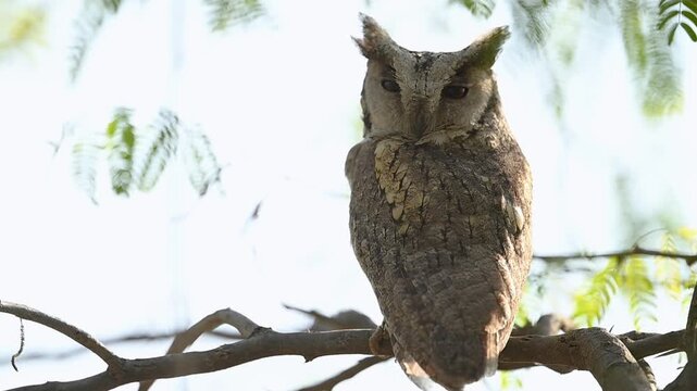 Dense forest environment enhances indian scops owl subtle plumage naturally