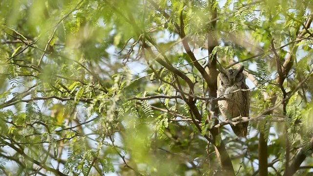 Indian scops owl perched among leaves indicates stealth and precision