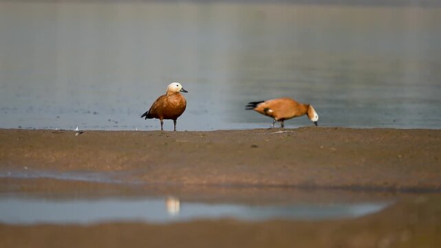 Natural river ecosystem reveals ruddy shelduck steady pace gracefully