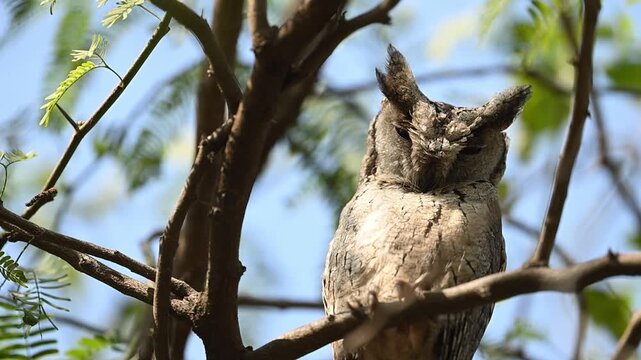 Indian scops owl portrait closeup highlights subtle plumage pattern naturally