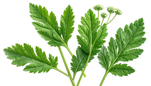 Fresh green sprig of hemlock water dropwort with flowering buds isolated on transparent background for design element