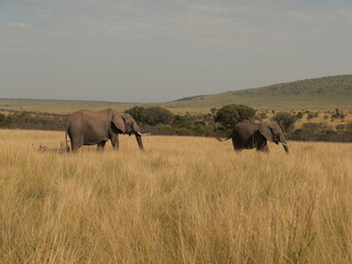 Wild African elephants in savanna landscape