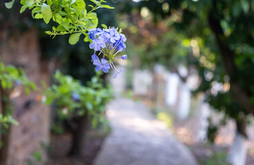 Fototapete bei efototapeten.de bestellen   