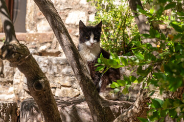Black and white cat resting in a garden among tree branches and green leaves, rustic stone wall behind