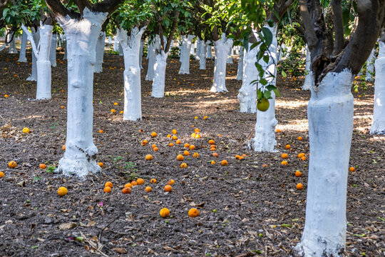 Orange orchard with whitewashed trunks, fallen fruits on dry soil, rows of trees at Kampos village, Chios island, Greece