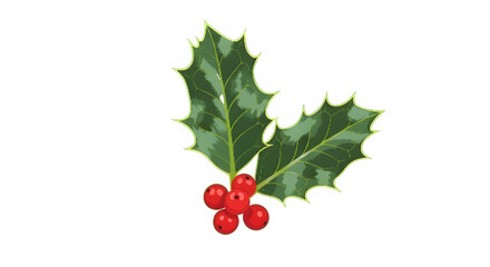 Holly Branch with Red Berries and Green Leaves.
