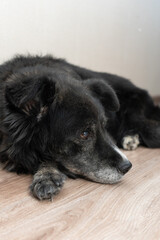 Senior black dog lying indoors with a sad expression on the floor  
