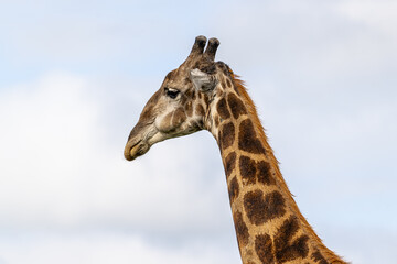 Giraffe in Africa
