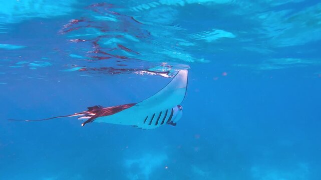 Slow motion video of a manta ray gliding just below the calm ocean surface in clear tropical water at Lady Elliot Island, Great Barrier Reef, Queensland, Australia.