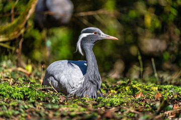 Obraz premium Demoiselle Crane, Anthropoides virgo are living in the bright green meadow during the day time