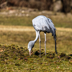 Obraz premium The Blue Crane, Grus paradisea, is an endangered bird