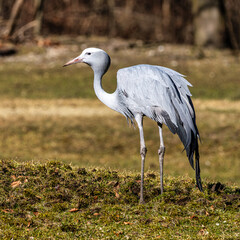 Obraz premium The Blue Crane, Grus paradisea, is an endangered bird