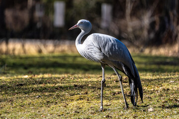 Obraz premium The Blue Crane, Grus paradisea, is an endangered bird