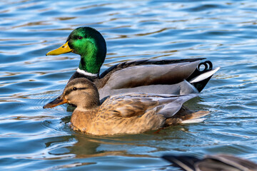 Fototapeta premium Wild duck or mallard, Anas platyrhynchos swimming in a lake in Munich, Germany