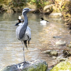 Fototapeta premium Demoiselle Crane, Anthropoides virgo are living in the bright green meadow during the day time